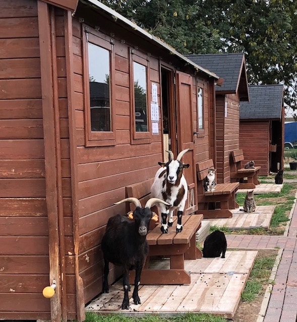  Andrea Neves - Antena 1 