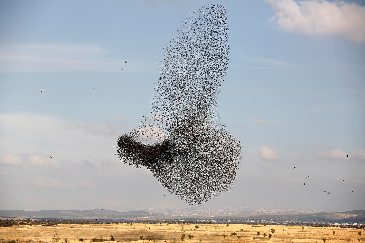  Aves migrat&oacute;rias/Amir Cohen - Reuters 