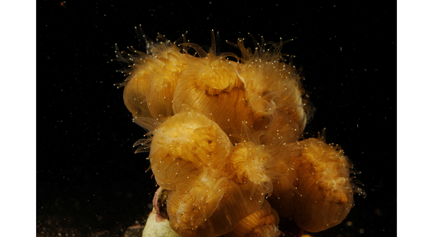  P&oacute;lipos de uma Eusmilia fastigiata num aqu&aacute;rio da Florida. Agosto de 2019 /Lucas Jackson - Reuters 