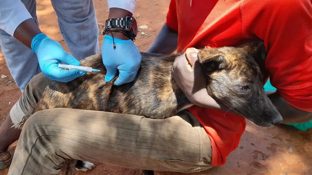 Mais de 84 mil animais vacinados contra a raiva em Timor-Leste