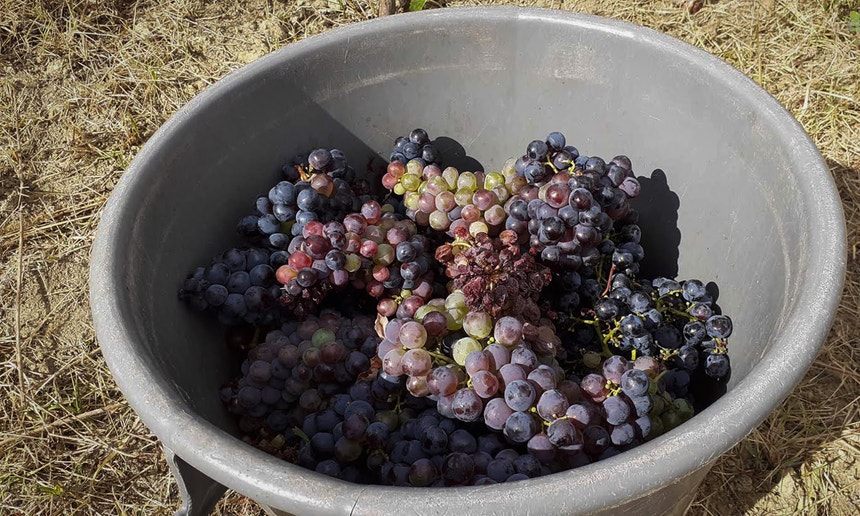 Imagem ilustrativa: Consumo global de vinho atinge mínimos de 1957 mas em Portugal sobe