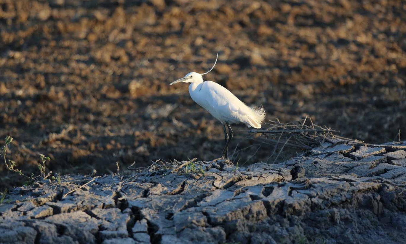 Sociedade para o Estudo das Aves preocupada com reforma da APA e do ICNF