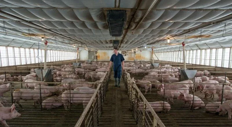 Estratégia para setor da suinicultura com 450 ME para o período 2028-2034