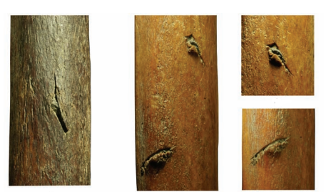 Detalhe de costelas com pedaços de utensílios incrustrados Foto: Pitulko et al. revista Science Detalhe de costelas com pedaços de utensílios incrustrados Foto: Pitulko et al. revista Science