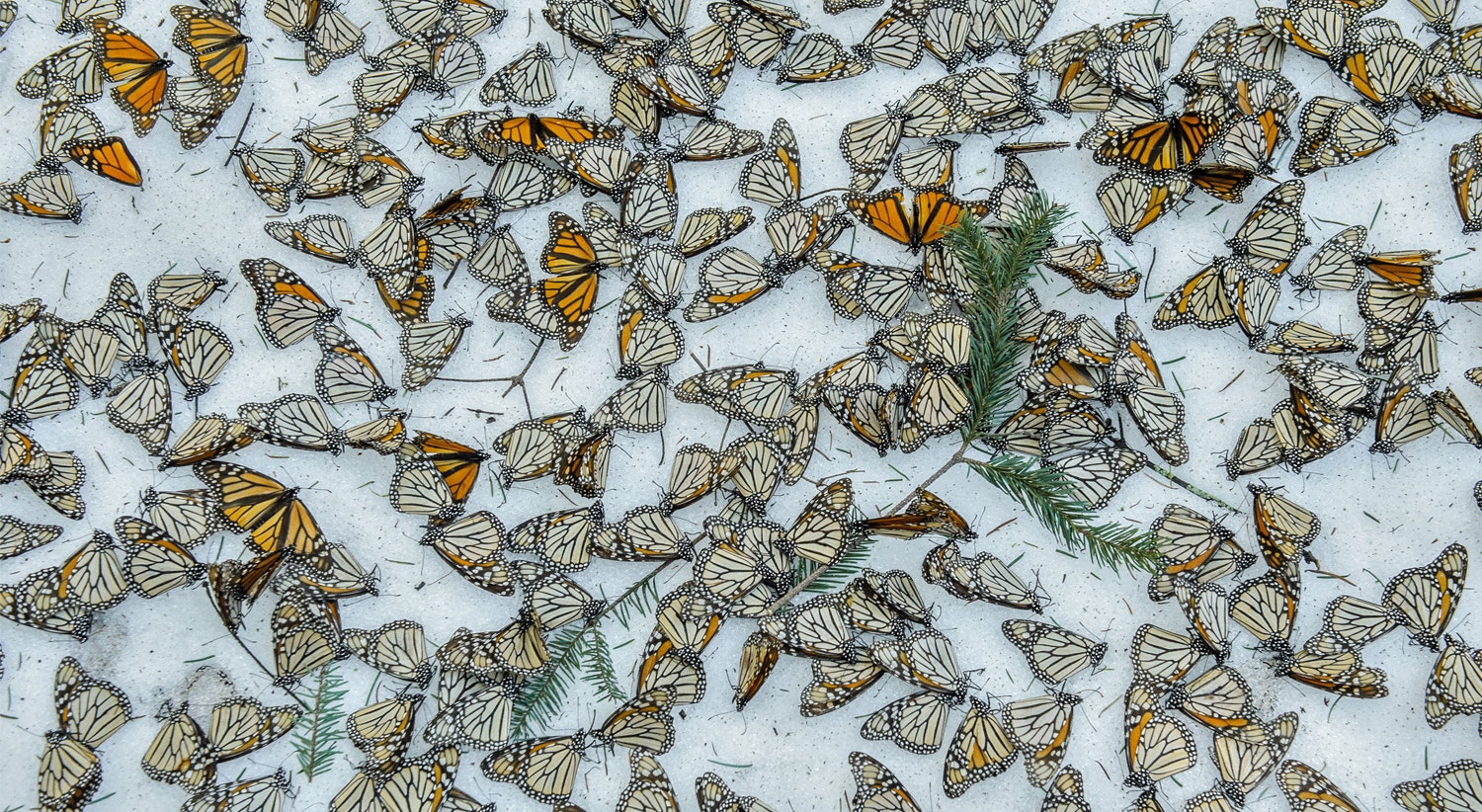  3.&ordm; Pr&eacute;mio na Categoria de Natureza - Nayan Khanolkar/WPP/EPA 