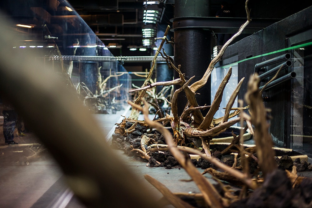  Pedro A. Pina / Ocean&aacute;rio  