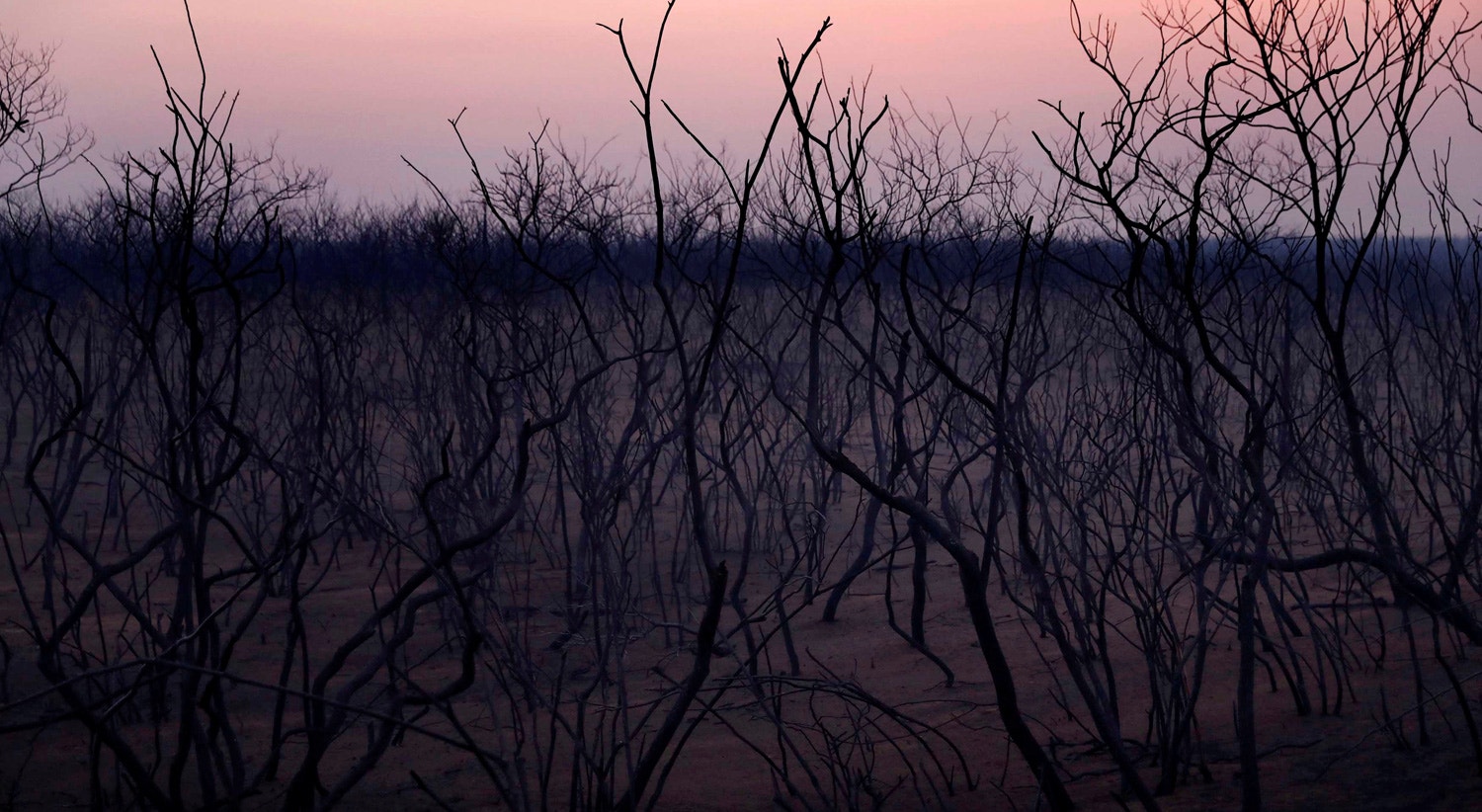  As &aacute;rvores carbonizadas entre Bol&iacute;via e Brasil, 23 de setembro 2019 /Edgard Garrido - Reuters 