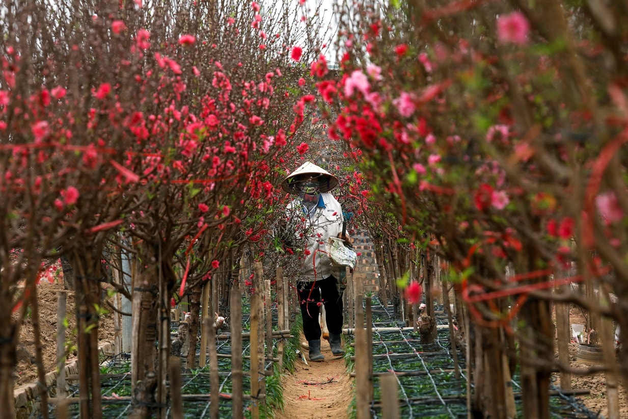  Vietname. Pessegueiros em flor para decora&ccedil;&otilde;es | Kham - Reuters  