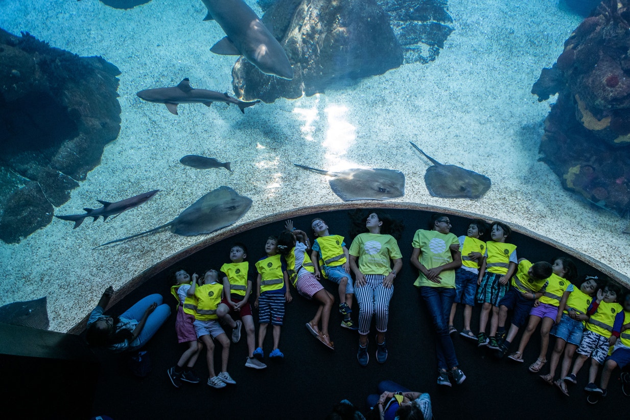  &Eacute;poca de f&eacute;rias e visitas de estudo, 2019 | Pedro Pina - Ocean&aacute;rio de Lisboa 
