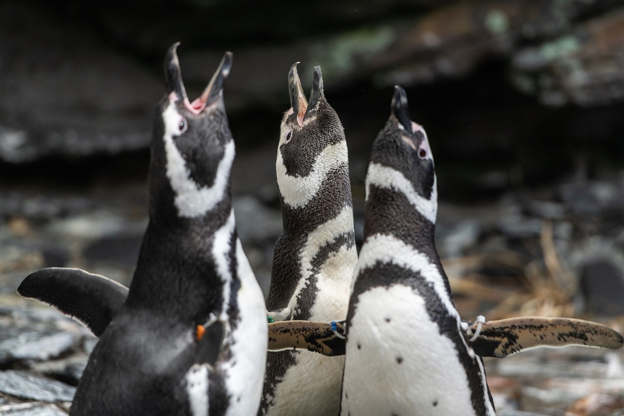  Pimguins-de-magalh&atilde;es, 2019 | Pedro Pina - Ocean&aacute;rio de Lisboa 