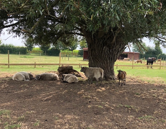  Andrea Neves - Antena 1 