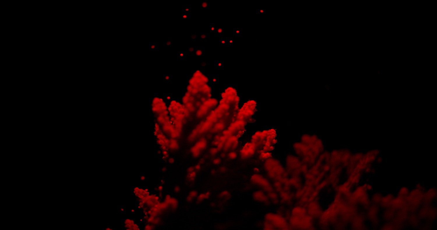  Reprodu&ccedil;&atilde;o de corais, Liberta&ccedil;&atilde;o acropora tenuis, 2022 | Ocean&aacute;rio de Lisboa 