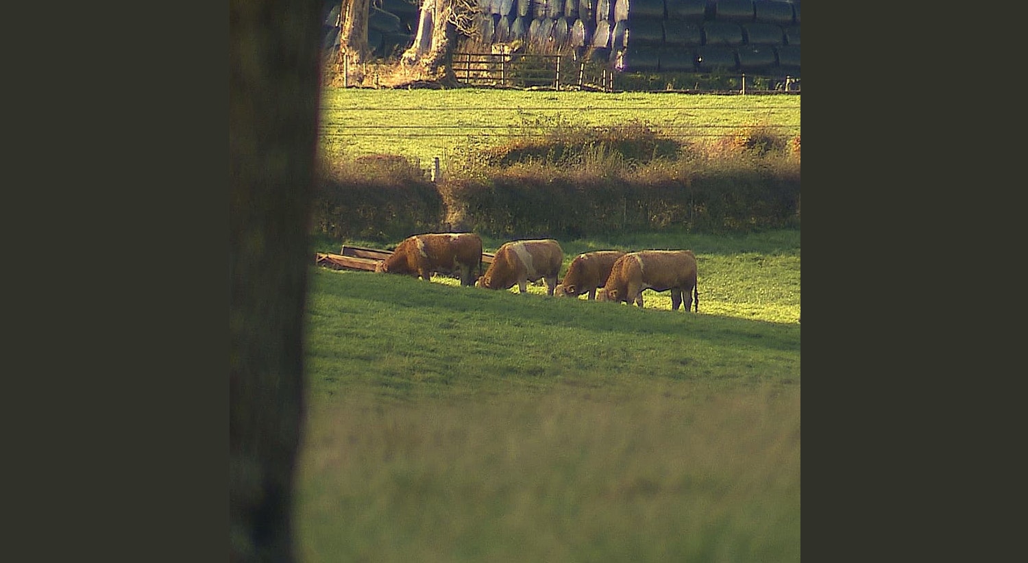  Quinta Org&acirc;nica Mossgiel em Mauchline, Reino Unido | Tiago Passos - RTP 