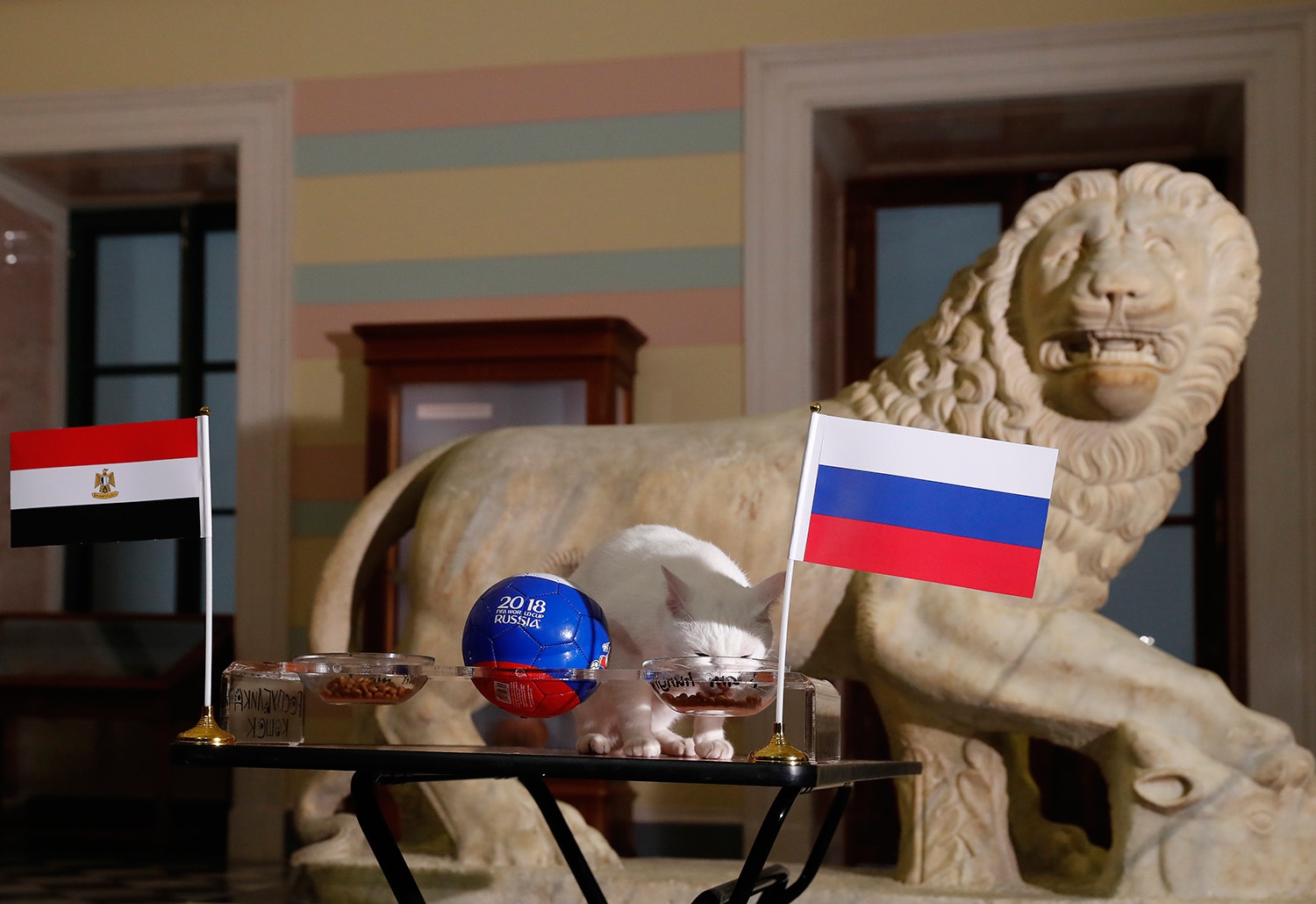  Acertou na previs&atilde;o do jogo entre a R&uacute;ssia e o Egito /Foto: Anatoly Maltsev - EPA 