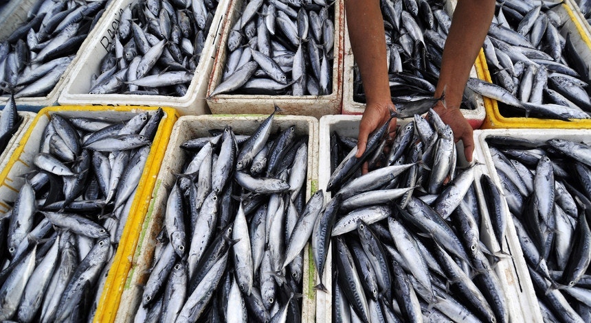 Está aberta a época da pesca da sardinha
