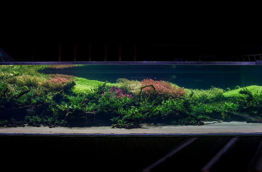  Pedro A. Pina / Ocean&aacute;rio  