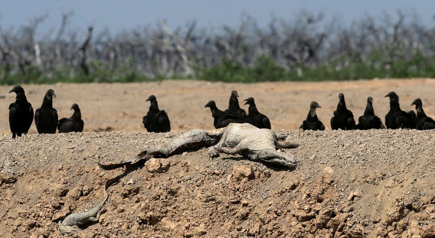 A carcaça de um caimão no leito seco de um rio do Paraguai, rodeada de abutres, a 2 de novembro de 2016 Foto: Reuters A carcaça de um caimão no leito seco de um rio do Paraguai, rodeada de abutres, a 2 de novembro de 2016 Foto: Reuters