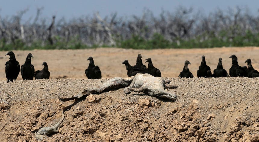 A carcaça de um caimão no leito seco de um rio do Paraguai, rodeada de abutres, a 2 de novembro de 2016 Foto: Reuters