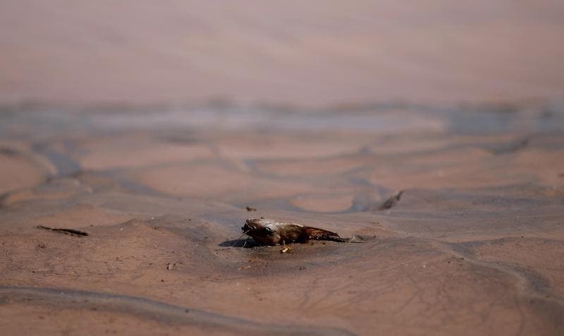 Um peixe morto no Rio Doce, após uma enxurra de lamas de minério provocada pelo rompimento de uma barragem em Bento Rodrigues. O Rio Doce "está morto" e poderá nunca recuperar afirmam as autoridades brasileiras Foto: Reuters