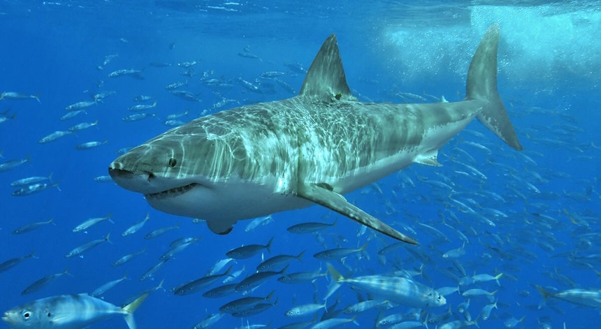 Um tubarão branco rodeado de outros peixes
