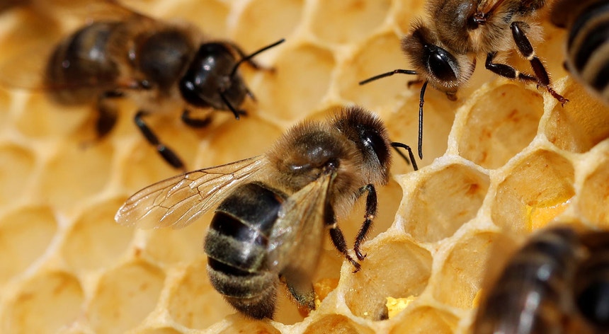 A apicultura surge na Amazónia como um método de fazer dinheiro utilizando poucos recursos
