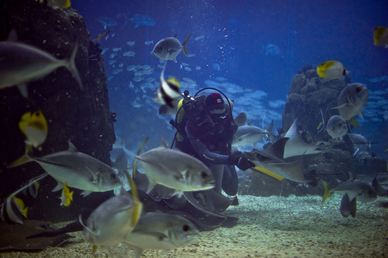  Alimenta&ccedil;&atilde;o no aqu&aacute;rio central, 2013 | Pedro Pina - Ocean&aacute;rio de Lisboa  