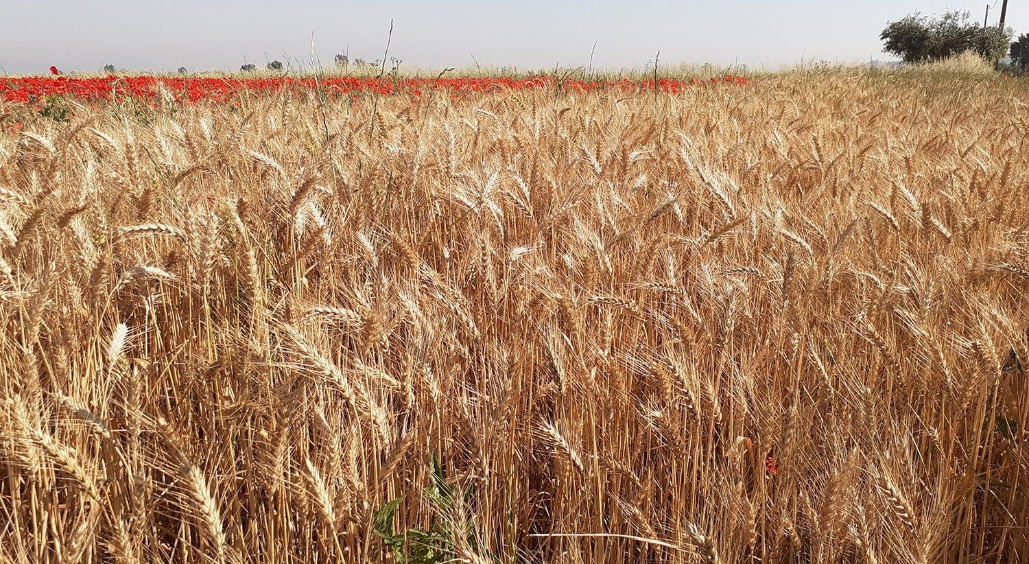 FAO. Preços dos alimentos sobem pelo terceiro mês consecutivo