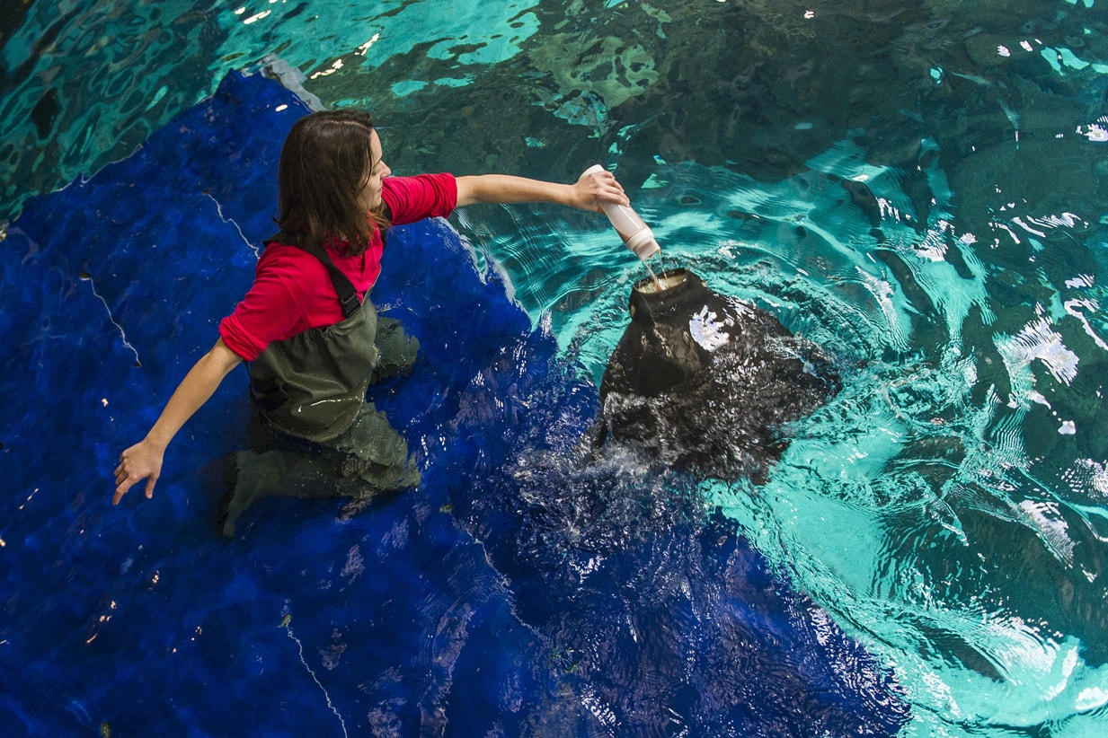  Alimenta&ccedil;&atilde;o de manta, 2017 | Pedro Pina - Ocean&aacute;rio de Lisboa 