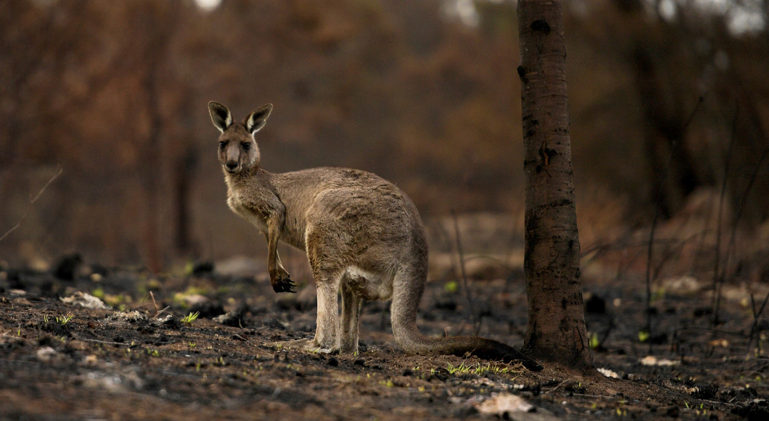  Corbago, na Austr&aacute;lia a janeiro de 2020 /Tracey Nearmy - Reuters 