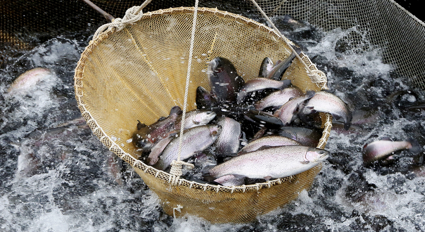 Pesca elétrica pode tornar “oceano num deserto”