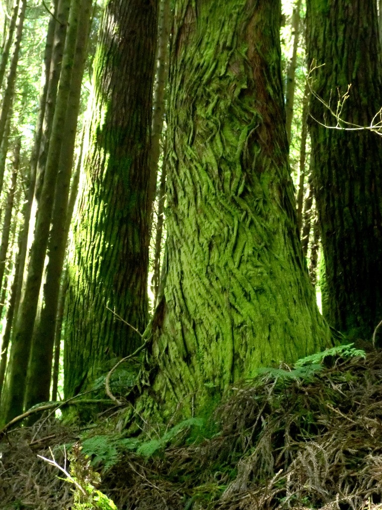  Enviada por Lurdes Caramelo  