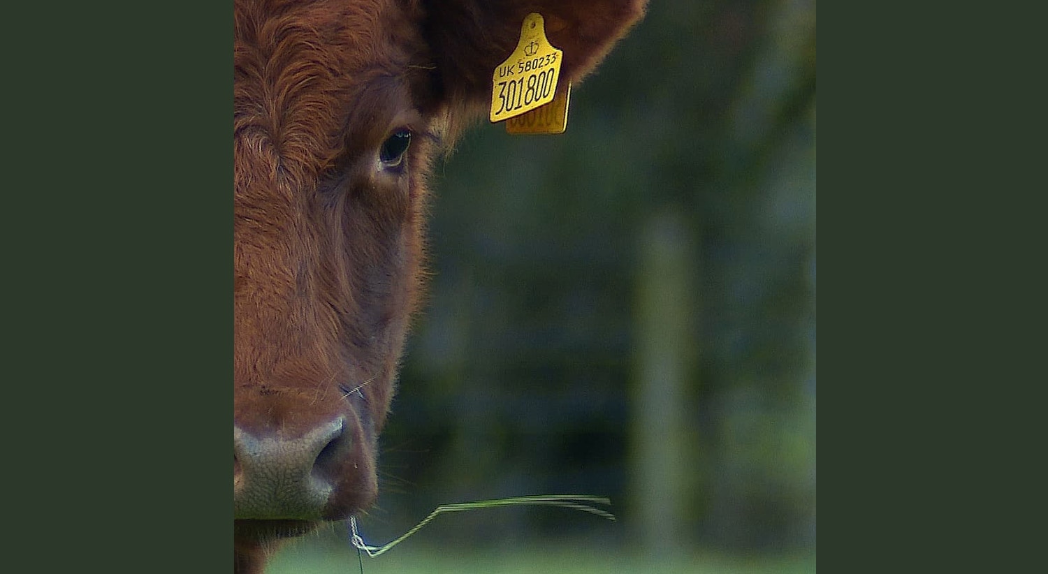  Quinta Org&acirc;nica Mossgiel em Mauchline, Reino Unido | Tiago Passos - RTP 