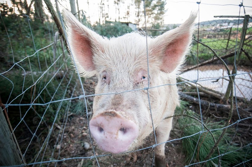 Imagem de Suinicultores apontam 