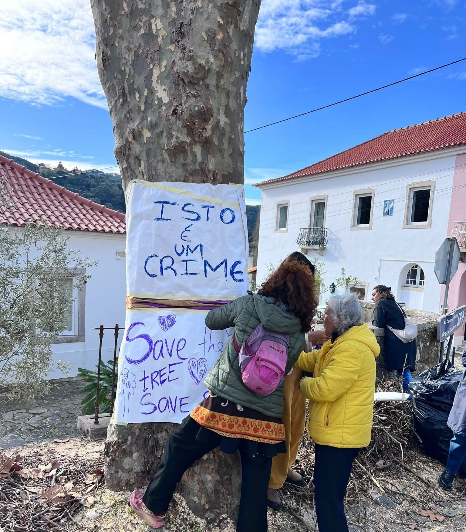 Century-old plane trees in Sintra-Cascais Natural Park at risk, associations warn