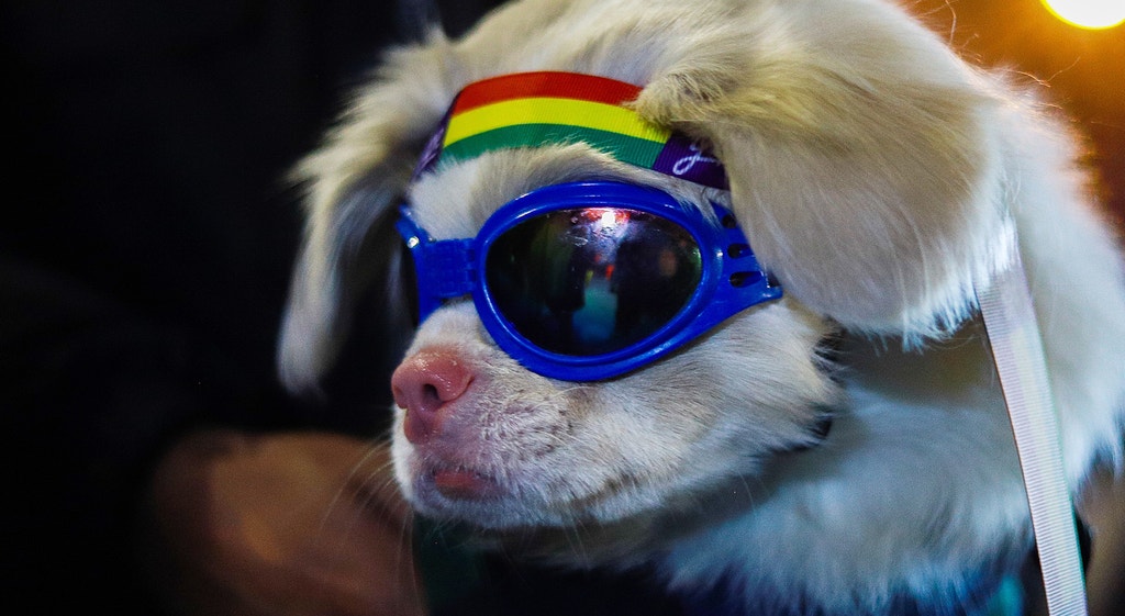 Imagem ilustrativa: "Adepto" de quatro patas