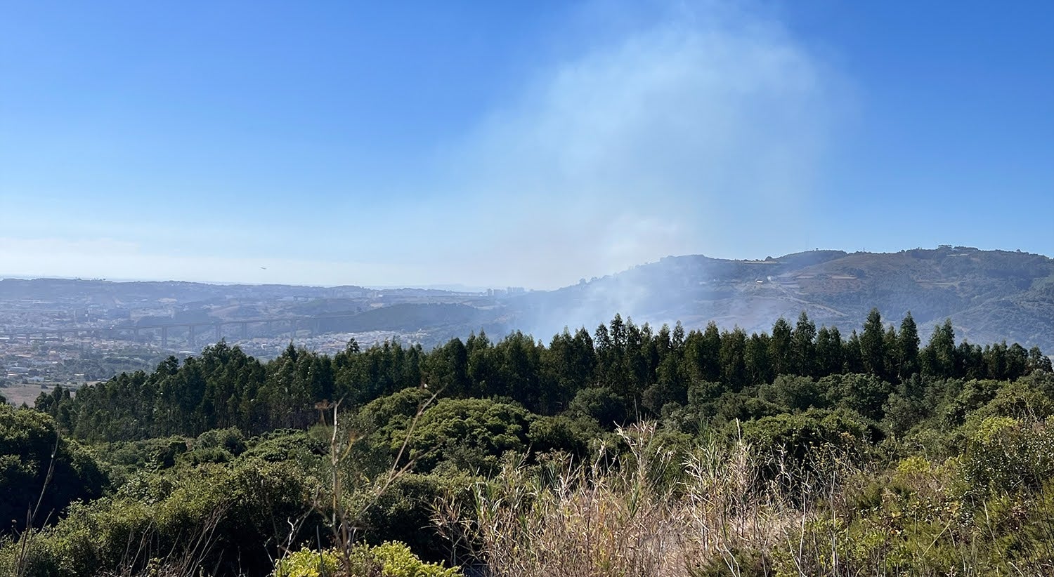 Reflorestação. Pacote de 250 milhões em ajudas estatais recebe luz verde de Bruxelas