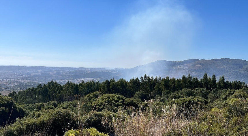 Imagem de Reflorestação. Pacote de 250 milhões em ajudas estatais recebe luz verde de Bruxelas