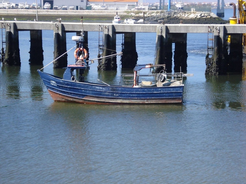 Imagem ilustrativa: Mortalidade de bivalves na Ria de Aveiro ameaça "sustento de cerca de duas mil
