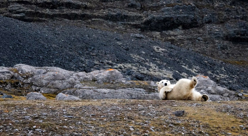 Imagem ilustrativa: Ursos polares de Svalbard resistem ao aquecimento melhor do que esperado