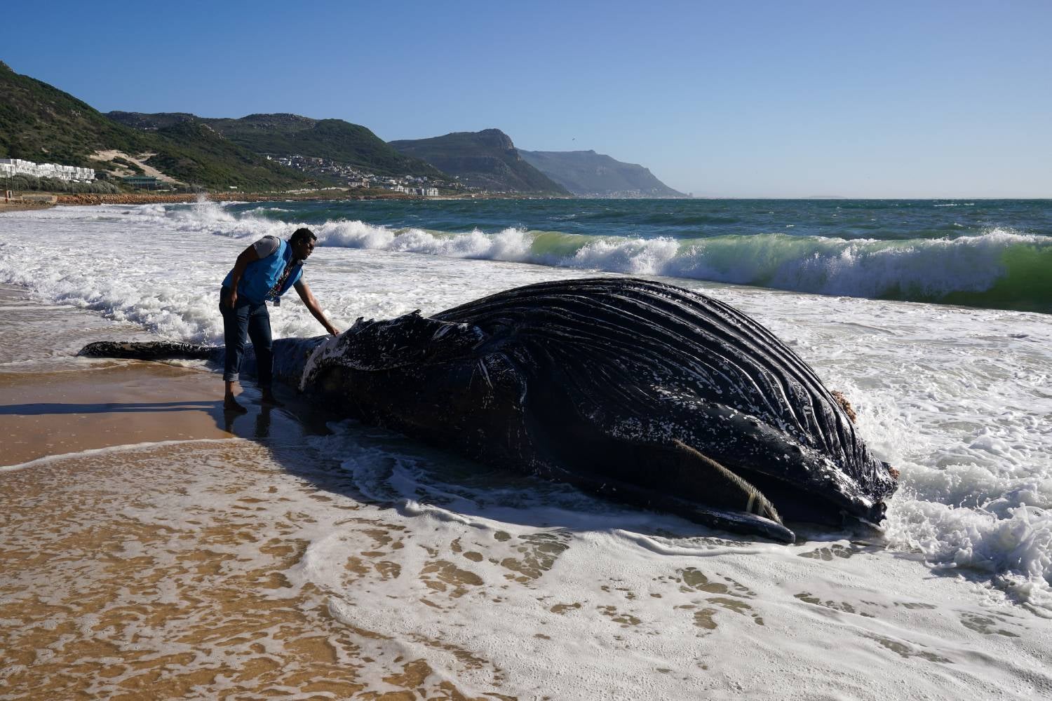 Guerra com o Irão está a ameaçar baleias na costa sul-africana
