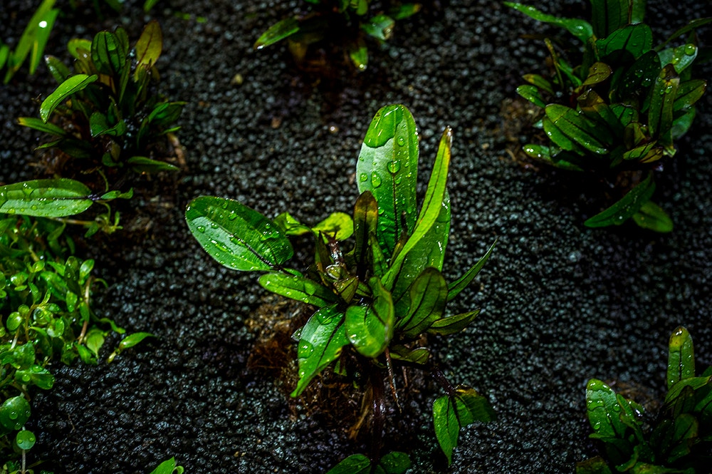  Pedro A. Pina / Ocean&aacute;rio  
