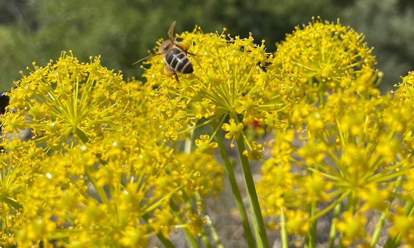 Concentração de pólen elevada em todo o continente na próxima semana