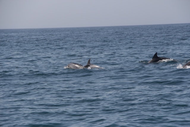 Dragagens em Set�bal - aumentam os receios com os impactos sobre os golfinhos do Sado