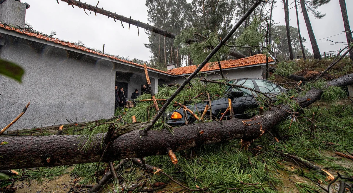 Região Centro corre contra o tempo para limpar árvores caídas antes do verão