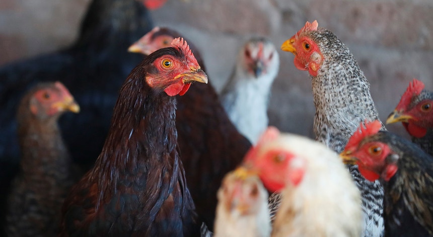 O Brasil contesta a decisão da Arábia Saudita de suspender a importação de carne de aves brasileira

