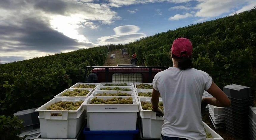 Os viticultores vão protestar no Peso da Régua 
