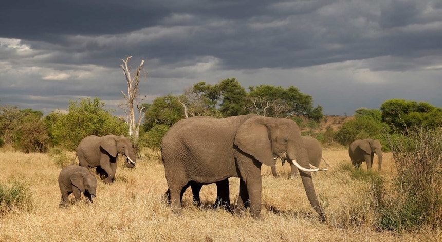 O Zimbábue vai também pedir para vender alguns dos elefantes do país
