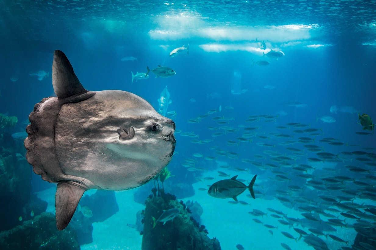  Peixe-lua | Pedro Pina - Ocean&aacute;rio de Lisboa 