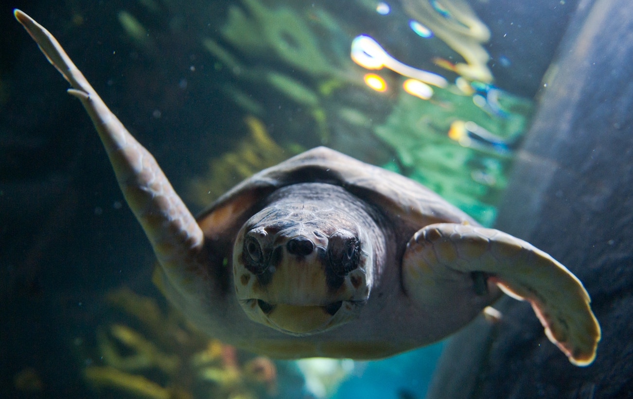  Tartaruga marinha, a Viagem, 2013 | Ocean&aacute;rio de Lisboa 