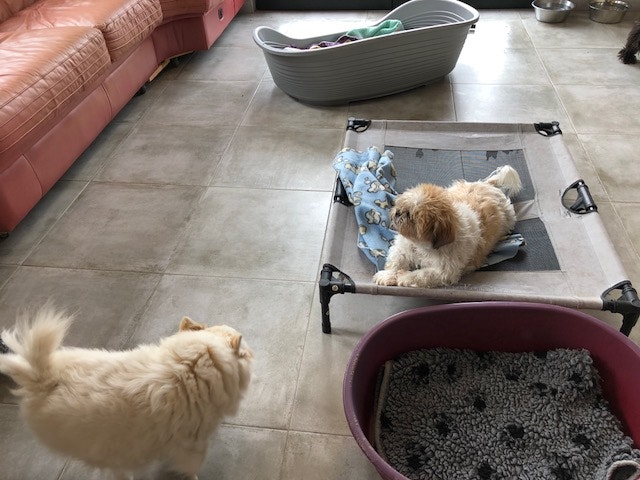  Andrea Neves - Antena 1 